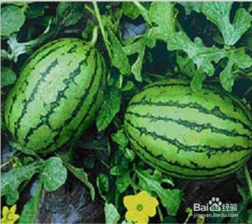 吃瓜第一网,吃瓜第一网带你领略明星幕后故事