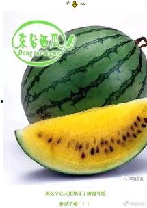 全网吃瓜网官网