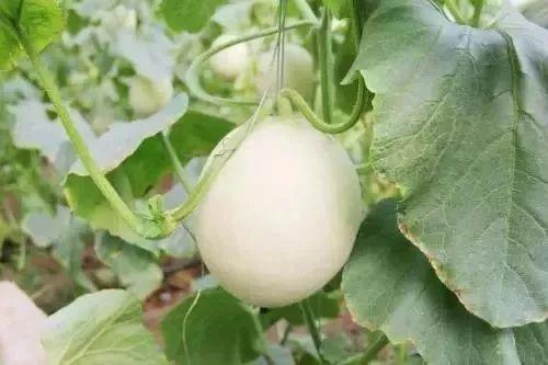 盘锦网红吃瓜事件