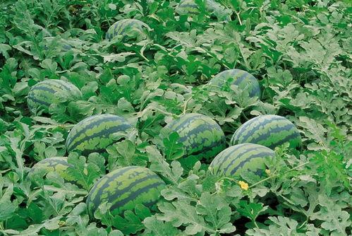 吃瓜qq入口网红有哪些,网红风云录