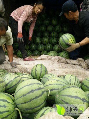 最近吴川网红吃瓜事件,揭秘网络舆论的风云变幻