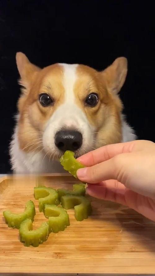 网红吃瓜狗子图片高清,萌态十足引网友热议