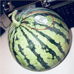 和带你吃瓜差不多的网红,带你领略瓜界风云