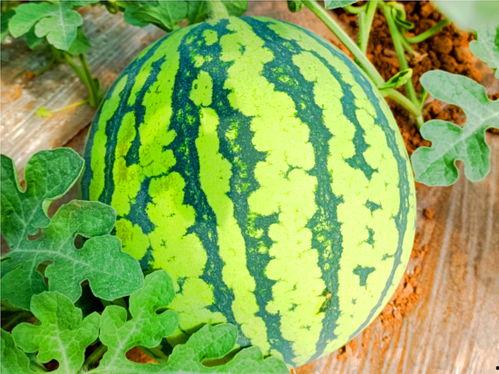 166.cn吃瓜网,揭秘娱乐圈最新热点，带你畅游八卦海洋