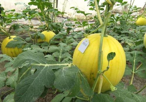 黄料吃瓜网免费