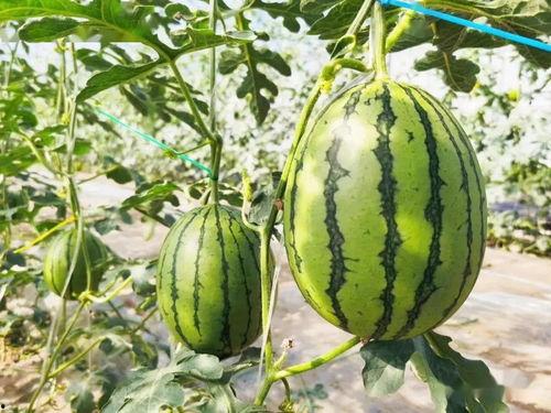 浚县网红吃瓜详情,揭秘背后真相与网络热议