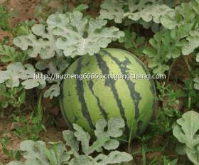 浚县网红吃瓜详情,揭秘背后真相与网络热议