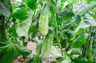 网红吃瓜的时候