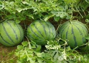 吃瓜网每天吃瓜,揭秘娱乐圈最新热点事件