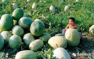 山东吃瓜事件网红,网络舆论的风暴与反思