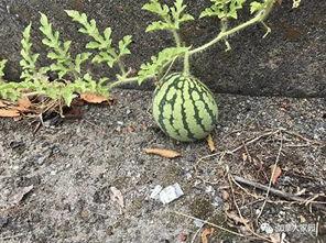 网红吃瓜第一线,揭秘娱乐圈幕后风云