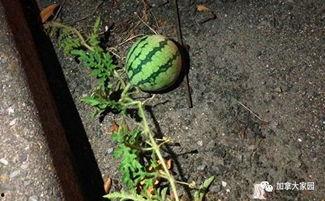 网红吃瓜第一线,揭秘娱乐圈幕后风云