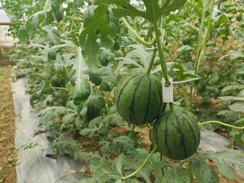 吃瓜网51官网版,热门资讯一网打尽