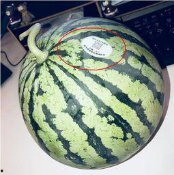 网红劲爆吃瓜,揭秘娱乐圈背后的惊人真相