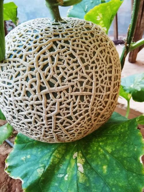 网红瓜纹怎么吃