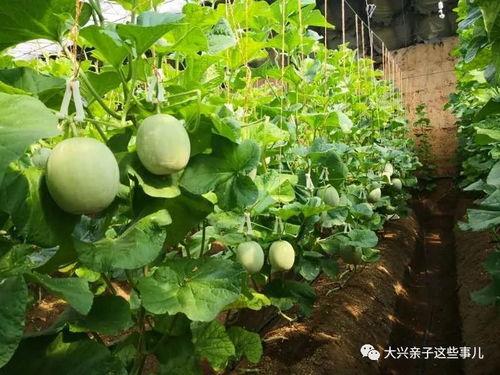 网红瓜纹怎么吃