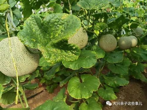 网红瓜纹怎么吃