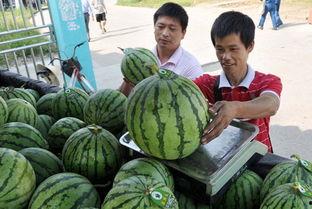 雷州市网红吃瓜事件,揭秘网络舆论的风暴与真相