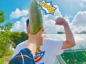 网红吃瓜墙,揭秘娱乐圈幕后真相