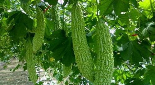 保定理工吃瓜网红,吃瓜群众眼中的校园风云人物