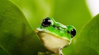 网红蛙卖崽吃瓜是真的吗