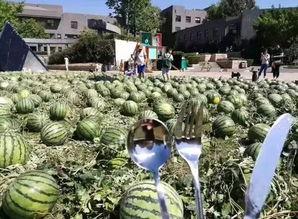 朝阳吃瓜官网,揭秘娱乐圈最新热点，带你畅游八卦海洋