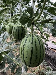 网红安安吃瓜,揭秘网红幕后生活点滴