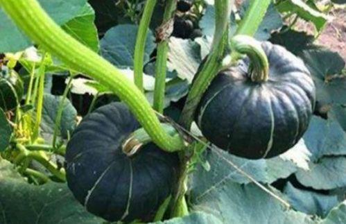 吃瓜事件小网红是谁啊,小网红身份大揭秘