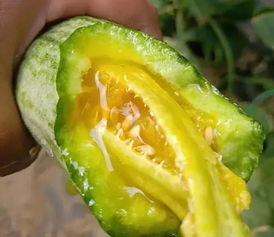 吃网红的瓜有哪些