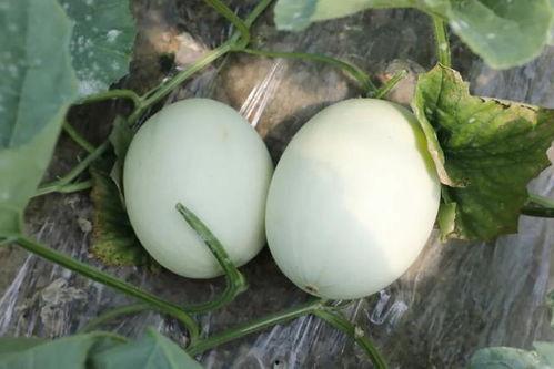 蘑菇吃瓜网,揭秘网络世界的趣味与真相