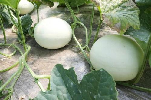 蘑菇吃瓜网,揭秘网络世界的趣味与真相