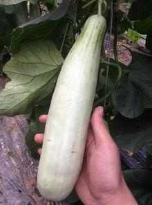 吃瓜的网红青蛙,带你领略青蛙界的“娱乐圈”