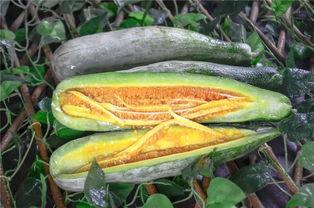 网红瓜免费吃,美食狂欢等你来！  第2张