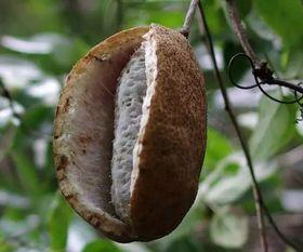 凯里网红吃八月瓜,揭秘神秘水果的口感与魅力  第2张