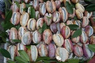 凯里网红吃八月瓜,揭秘神秘水果的口感与魅力  第3张