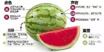 吃网红瓜微信群,微信群里的热门话题与幕后故事  第3张