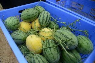 网红吃瓜q群,揭秘娱乐圈幕后风云  第2张