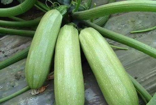 笋瓜网吃瓜  第3张