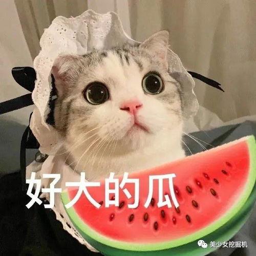 吃瓜网红文轩  第1张