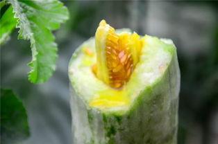 保定理工吃瓜网红  第2张