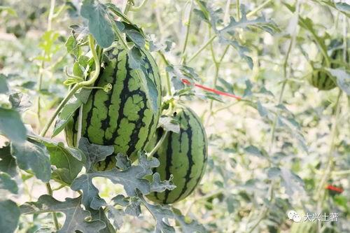 保定理工吃瓜网红  第3张