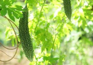 吃网瓜的好坏处  第2张