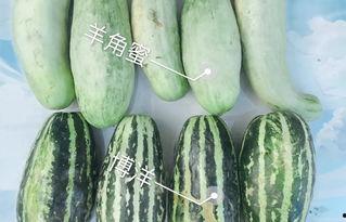 盐山网红吃瓜,揭秘网络红人的幕后生活  第3张
