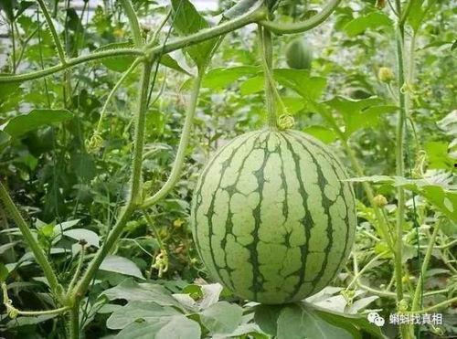 安徽网红八卦吃瓜是真的吗,吃瓜真相大起底 第2张 安徽网红八卦吃瓜是真的吗,吃瓜真相大起底 第2张